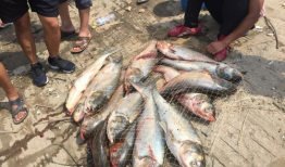 捞鱼视频,揭秘水下生态奇观